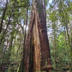 Smaller Big Tree