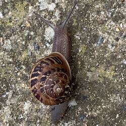 Wilde Tiere auf der Mauer 😉