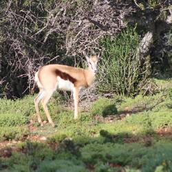 A Springbok Antilop