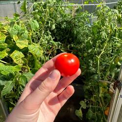 Hausgemachte Tomaten