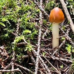 Ist er nicht schön, wie er sich aus dem Waldboden gekämpft hat.