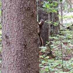 Flink wuselt es nach oben.