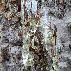 Am Zeltlager war dieser stark harzende Baum...