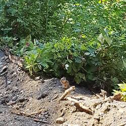 Hörnchen am Wegesrand, Autos war es nicht gewohnt.