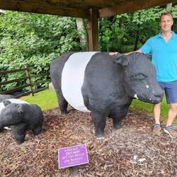 Belted Galloway cattle