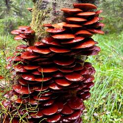 Was die Natur für Kunstwerke schafft