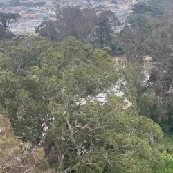 View from observatory of de young museum