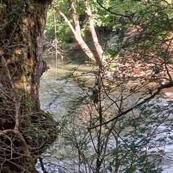 Looks like the kids have made a swing.