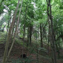 Küstenwald