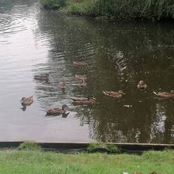 Warten auf Futterspender