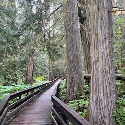 Ancient forest provincial park