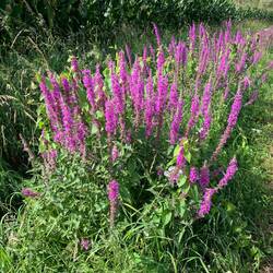 Es blüht weiter am Wegesrand.