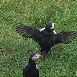 Puffins