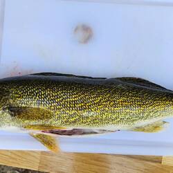 Walleye (Amerikanischer Zander)