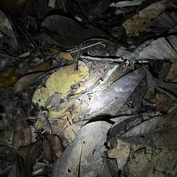 Eine Spinne mit seeehr langen Beinen