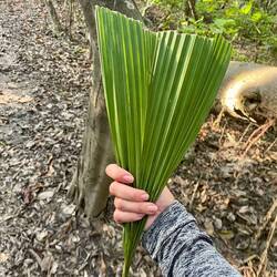 Ein natürlicher Fächer