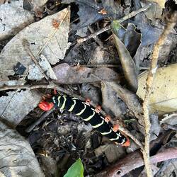 Hier sind alle Raupen giftig