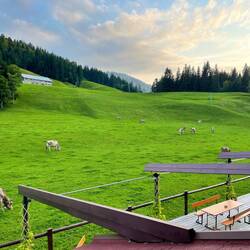 Abendstimmung auf der Weide