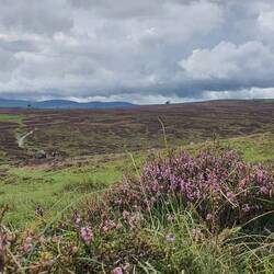 Beautiful heather on the Orton Moors