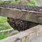 Bee hive, only discovered under the style once we had climbed over it.