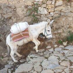 That's how the locals transport their goods up the hills.