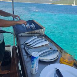 Makrelen frisch vom Grill