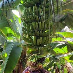 Bananenstaude mit Blüte 🍌
