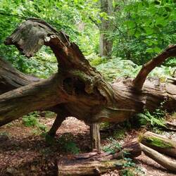 Urwald Sababurg. Alles liegt unordentlich herum