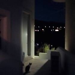 Gato batman