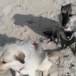 Da kam endlich mal ein freilaufender Spielpartner