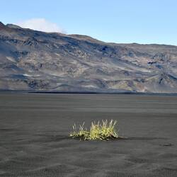 Pflanze, die noch nicht gemerkt hat, dass hier kein Wasser ist, oder hat sie doch welches gefunden?