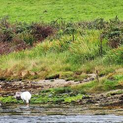 Swan couple and at least two young
