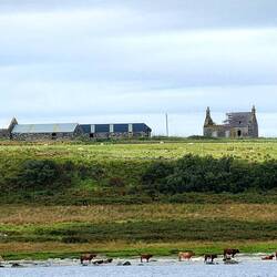 Some moos having a beach afternoon