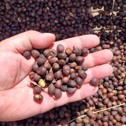 Hier wächst Kaffee 👍