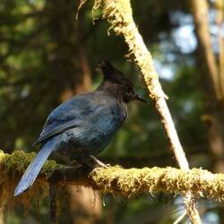 Stellar's Jay