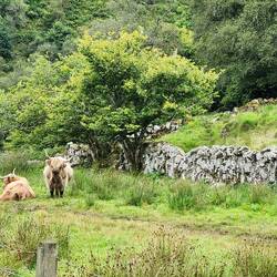 Highland Cattle in Crinan