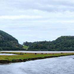 Cattle near Crinan feasting on estuary grass bar