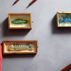 Fish of a feather school together