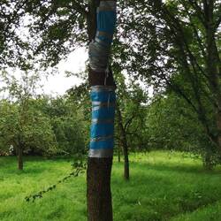 Baum war im Krankenhaus.