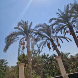 Dattelpalmen schauen aus, wie wenn sie shoppen waren 🛍