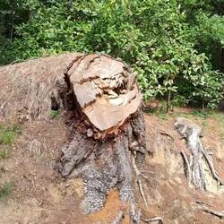 Kraft der Natur 😯