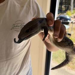 Blue tongue lizard