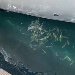 Fishies eating our leftovers
