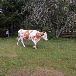 Kuh am See ( kein 🐑)