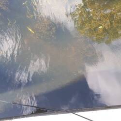 A shoal of little fish