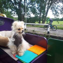 Leo loving the journey. The licki mats go some way to helping Tiger relax when we set off.