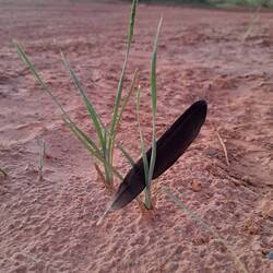 Ähhh... Federschmuck?