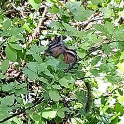 Ständige Wegbegleiter: Hörnchen.