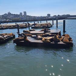 Wilde Seelöwen. Die wohnen nun hier!