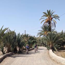 Bikes were found and we propelled our way around the local palmerie. Bikes were not well maintained